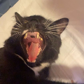 vickeh